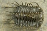 Well Prepared, Spiny Koneprusia Trilobite - Ofaten, Morocco #344458-1